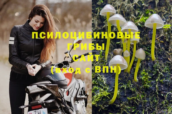 трава Белокуриха
